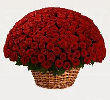 Премиум букет из: Розы #REPLACE_PRED# Новощербиновской